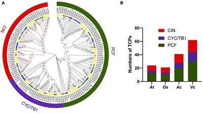 Analysis of Evolution, Expression and Genetic Transformation of TCP Transcription Factors in Blueberry Reveal That VcTCP18 Negatively Regulates the Release of Flower Bud Dormancy